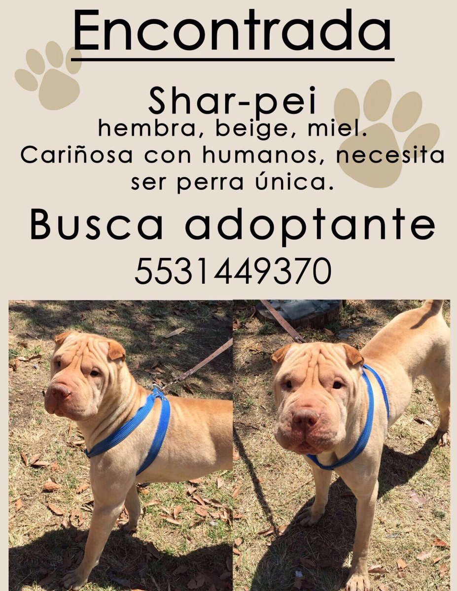 PrrosPerdidosMX's tweet photo. #Adopcion responsable para esta hermosa #Sharpei. Vía @chuchelas https://t.co/VvlPdsZB55