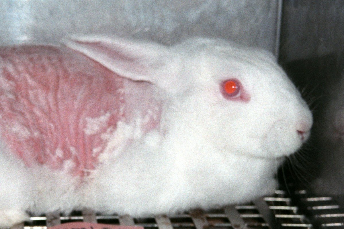 No animal wants to suffer in a tiny cage just so you can wear mascara. Be #CrueltyFree. peta.vg/1y1j #StopAnimalTests
