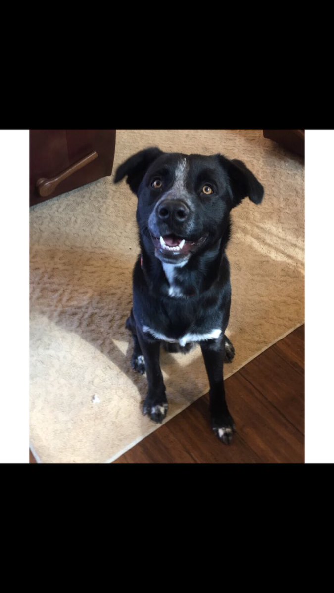 RyliMercedess's tweet photo. Hey guys please keep a look out for Link! He has an orange color on and is super sweet. He'll answer to link or pinky. #findthemissinglink https://t.co/OsqA4MLzfQ