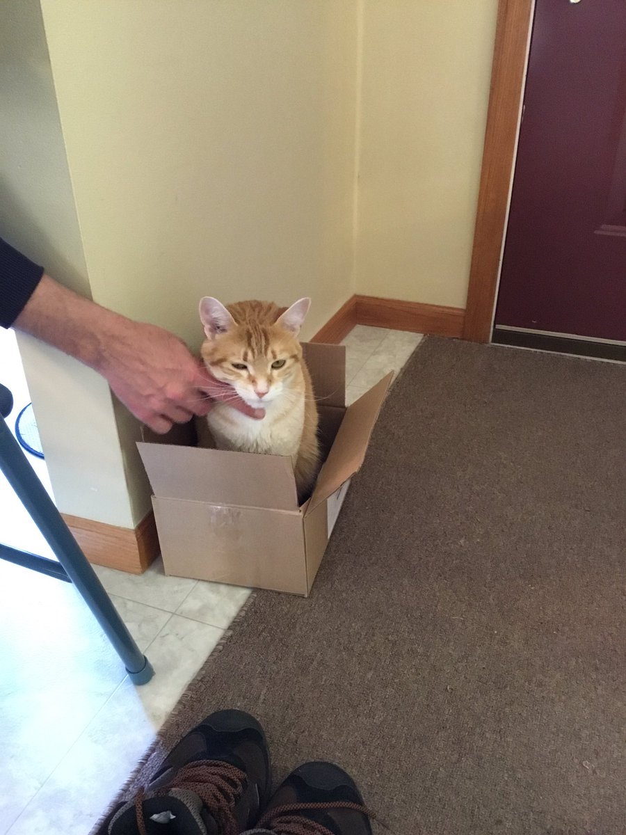 shirls00's tweet photo. #CheesyGuy #Caturday #ilovecats https://t.co/TqSjuj9qBo