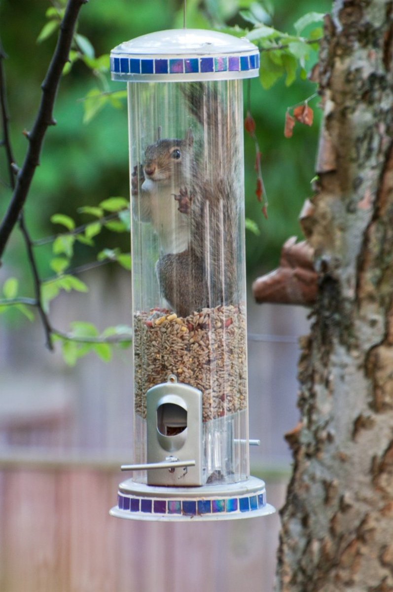 Earl The Squirrel Squirrels Rus Twitter