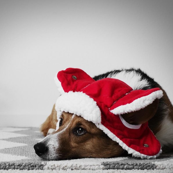 SharonMostly's tweet photo. Meet Lorenzo. He's an avid nifty hat wearer and absolute 13/10, but he needs your... https://t.co/3LLC6j2l3f by #dog_rates via @c0nvey https://t.co/kfNkTot9u6