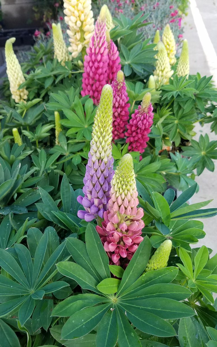 Fabulous, fresh perennials! Gift for Mom or favorite gardener! <a href="/HomeDepot/">The Home Depot</a> <a href="/BillRodgers_12/">Bill Rodgers</a> <a href="/ChristineTHD/">Christine Sweeney</a>