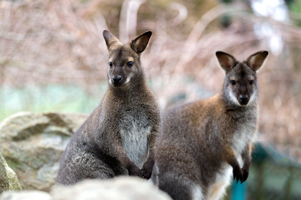 lonelyplanet's tweet photo. Queensland is the perfect destination to see a range of quirky creatures from Down Under: https://t.co/WohoOh0FKs by @celbrash #travel #lp https://t.co/vISHR3rhHg
