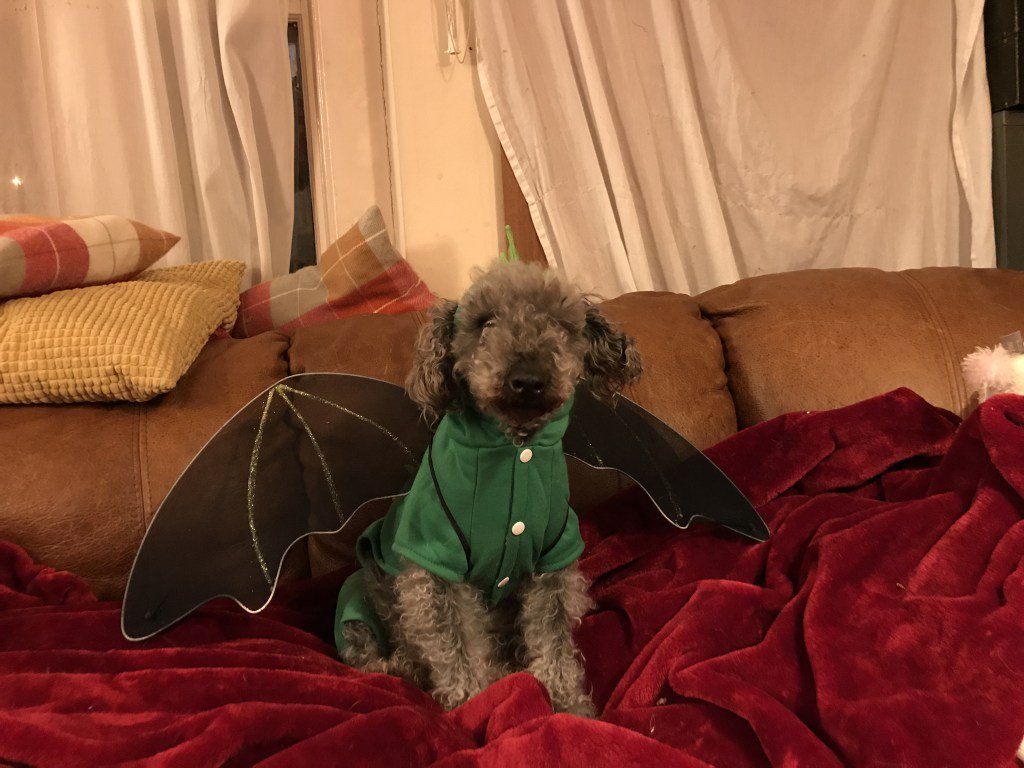 BeThatDog's tweet photo. Huw’s Dragon https://t.co/vUi1dFn1K2 https://t.co/iOaIM4J1Qb