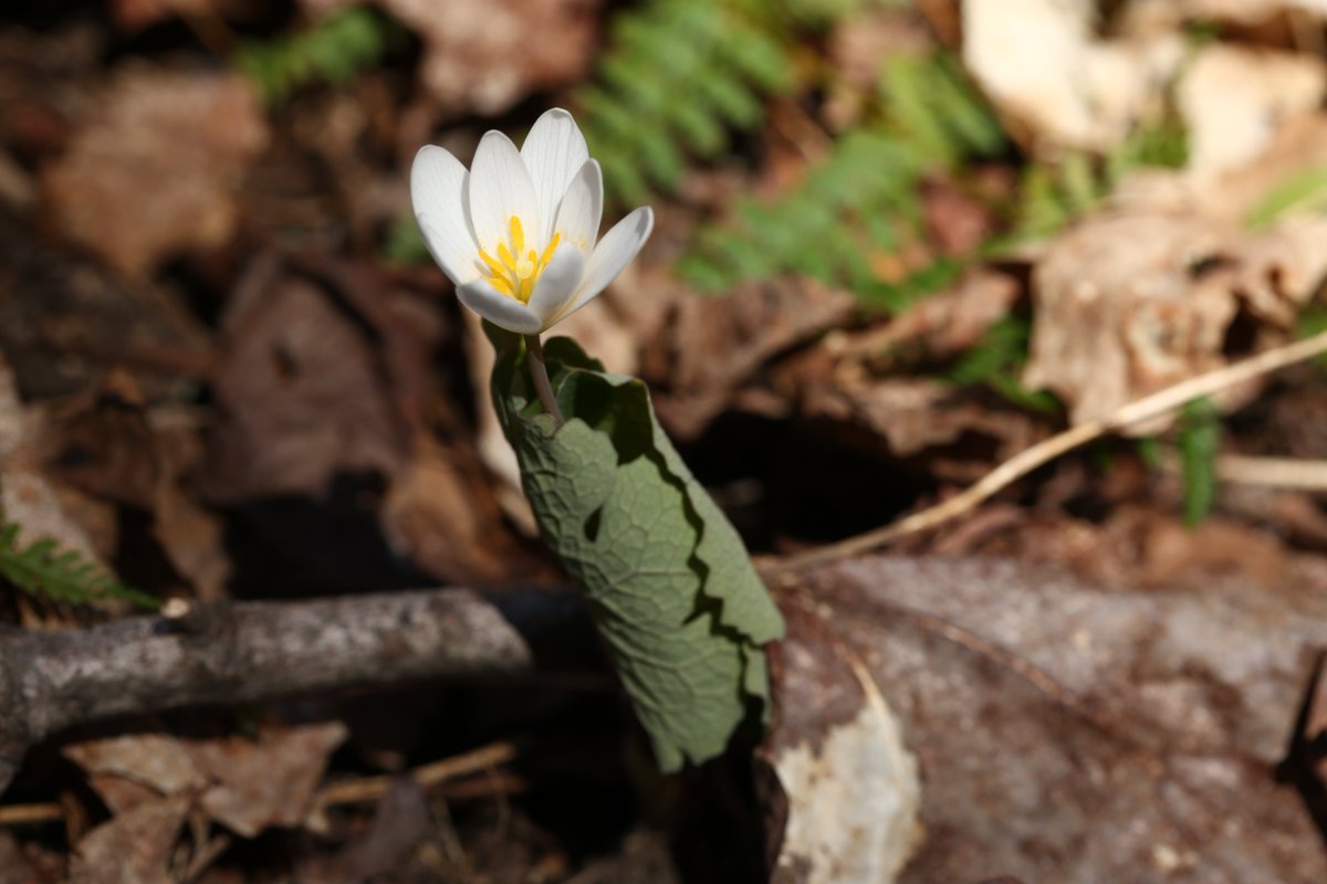 Spring wildflowers on the Towab Trail: Bloodroot, Dutchman's-breeches, Spring Beauty and Trout Lily, plus a Ruffed Grouse #what'sinbloom