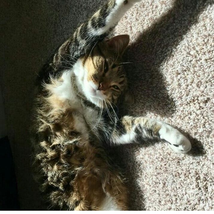 awesmoecats's tweet photo. Picture from: @daily_dose_of_kitten https://t.co/q2p5r5q6bP https://t.co/NdFQMJMfsi