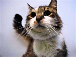 Maree71439592's tweet photo. https://t.co/EA8FMxRR1x
https://t.co/YnFlLfXaKy
๐๐PUFFY๐๐
#SuperUrgent
*14 YR OLD* STILL HERE!
Loving Senior
Adopt/Foster!
#SavePuffy ๐ฟ๐ https://t.co/iFunkIpFvm