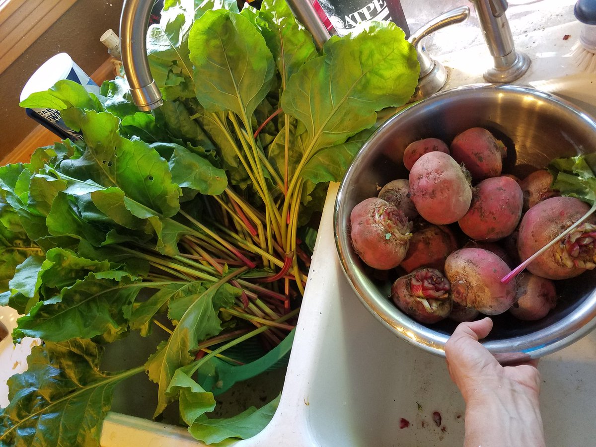 mofitt261's tweet photo. Harvesting beets today. #foodforrunners #261fearless #adidas #bose #thenext50years https://t.co/FpT0QQEw1V