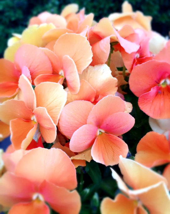 すべての美しい花の画像 トップ100オレンジ色 花 イラスト