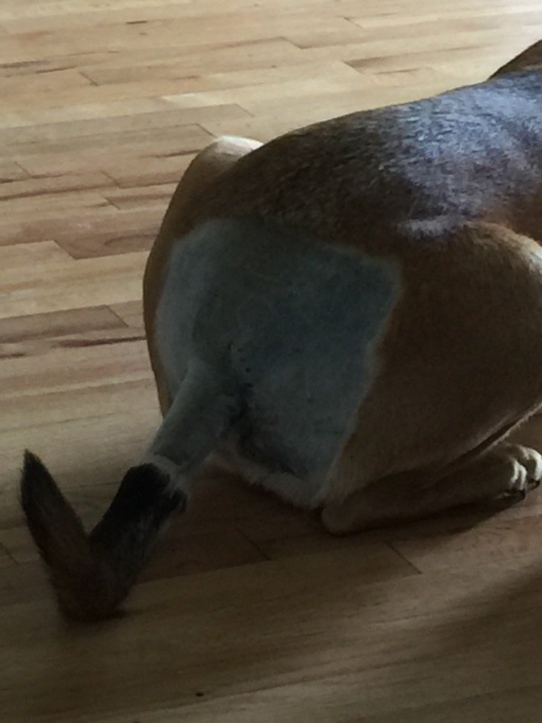 mikebirkhead's tweet photo. If I had a dog as ugly as you I'd shave his butt and teach him to walk backwards. https://t.co/d2PGwSlexX
