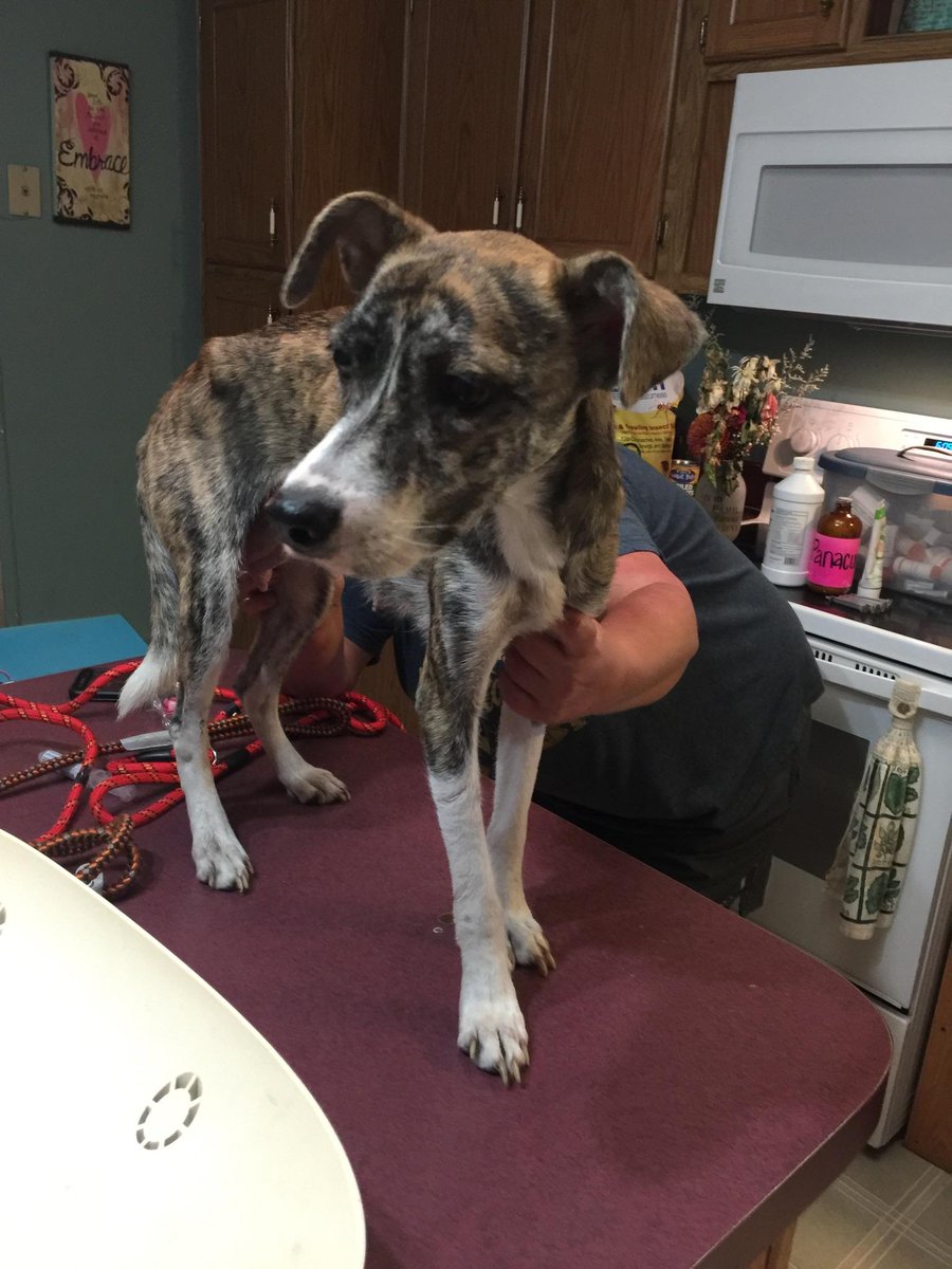 PasilieL's tweet photo. @Betrayed_Pets 

PLEASE HELP MOM AND PUPPIES LEFT TO STARVE TO DEATH AND NEGLECTED 
No amount is to small...

https://t.co/I0sOzeMv0M https://t.co/OZ6uoqUE7g