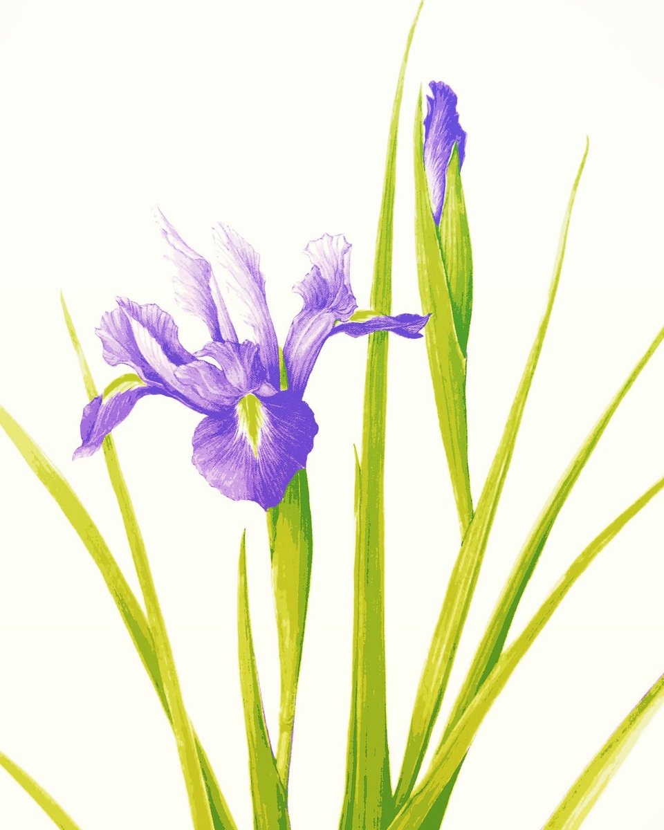 へじ ダッチアイリス 水彩画 オランダアヤメ 菖蒲 水彩画 へじ ダッチアイリス 水彩画 オランダアヤメ 菖蒲 水彩画
