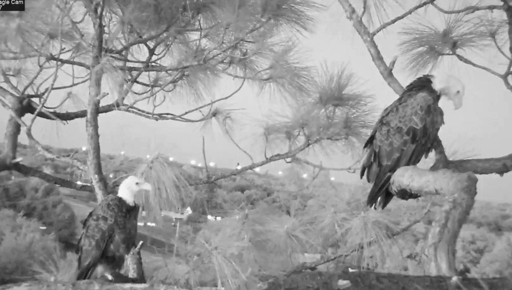 tinychiwa's tweet photo. May 6, 2017
@SWFLEagleCam #E9 #eagle #eaglecam #SWFEC #m15 #Harriet https://t.co/3PxuR5Q9ET