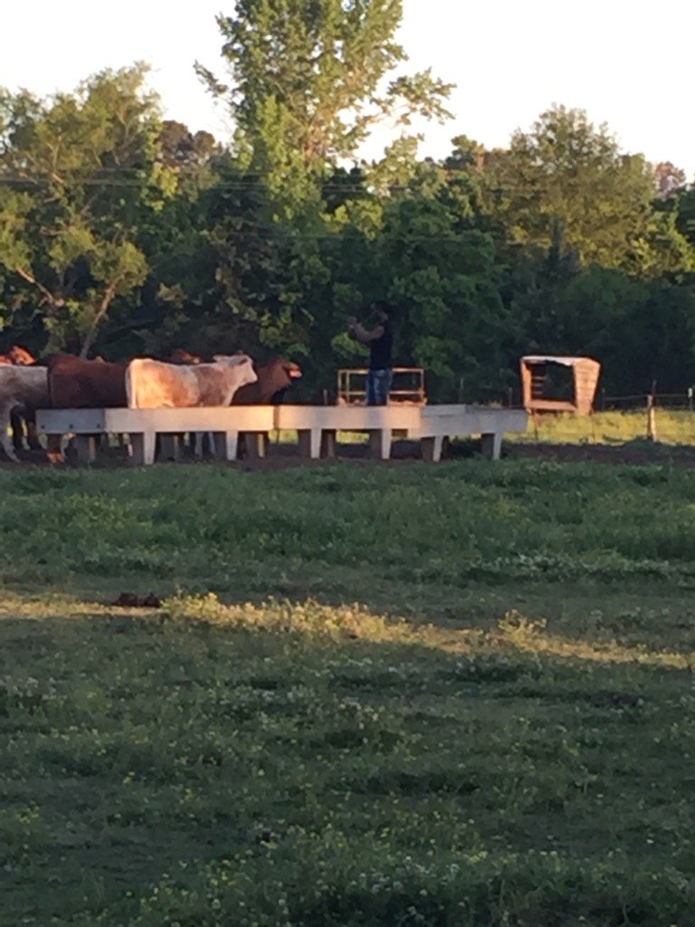Pinkride2011's tweet photo. #cobihamilton loving on his cows!!!! https://t.co/IrzNUfA98x