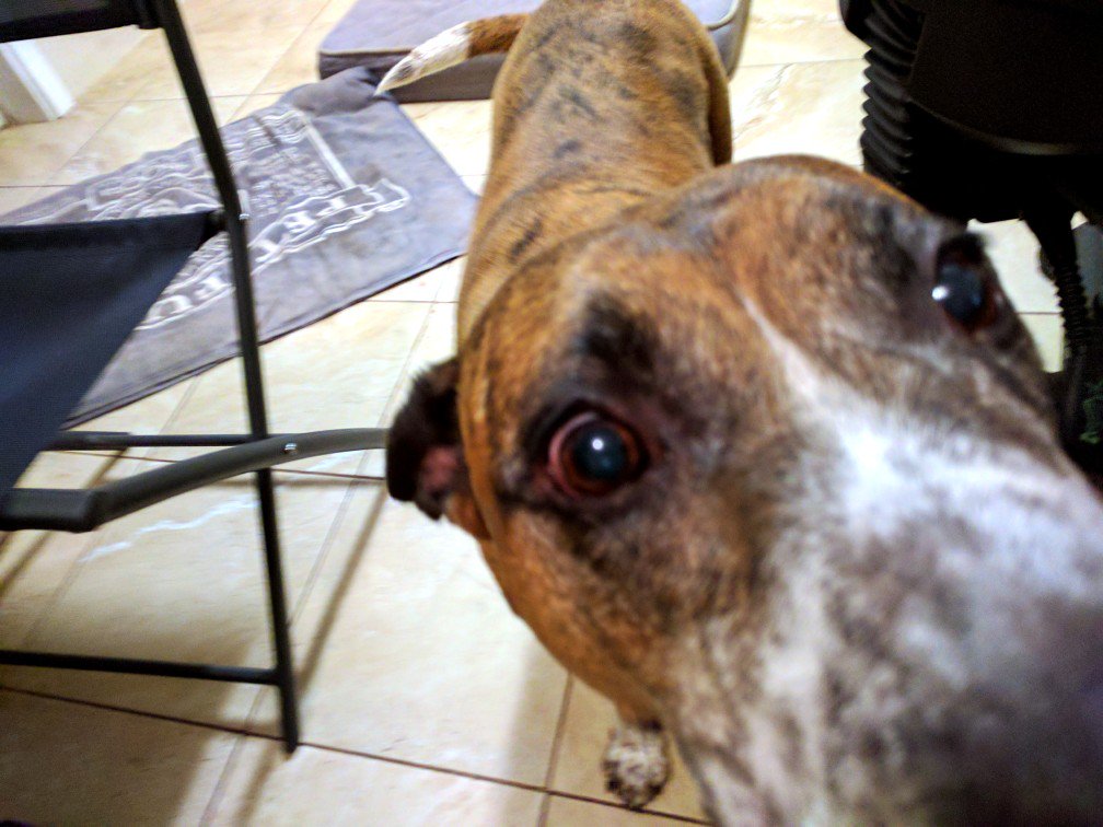 pudgylkpudding's tweet photo. Chilling with Daisy. Hello! https://t.co/AorNH7CSzN