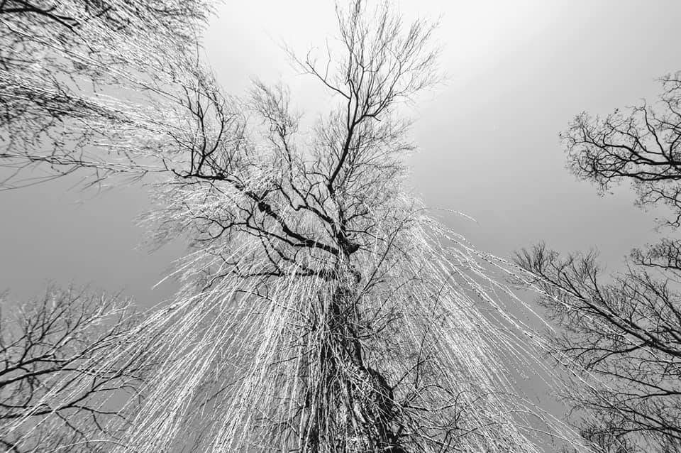 ToddKennethReid's tweet photo. "The Weeping" #blackandwhite #photography #REIDOriginalPhotography #trees #toronto #upinthetrees #lookup https://t.co/loxjkRrC6I