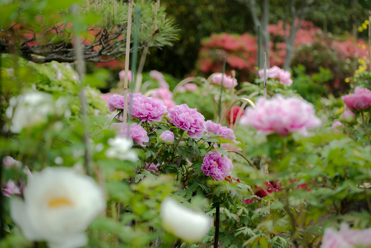 44_ryuji's tweet photo. 栃木県北部の牡丹が見頃を迎えました。
　#写真好きな人と繋がりたい
　#写真撮ってる人と繋がりたい
　#ファインダー越しの私の世界
　#長泉寺　#牡丹 https://t.co/AMI7MBjjOT