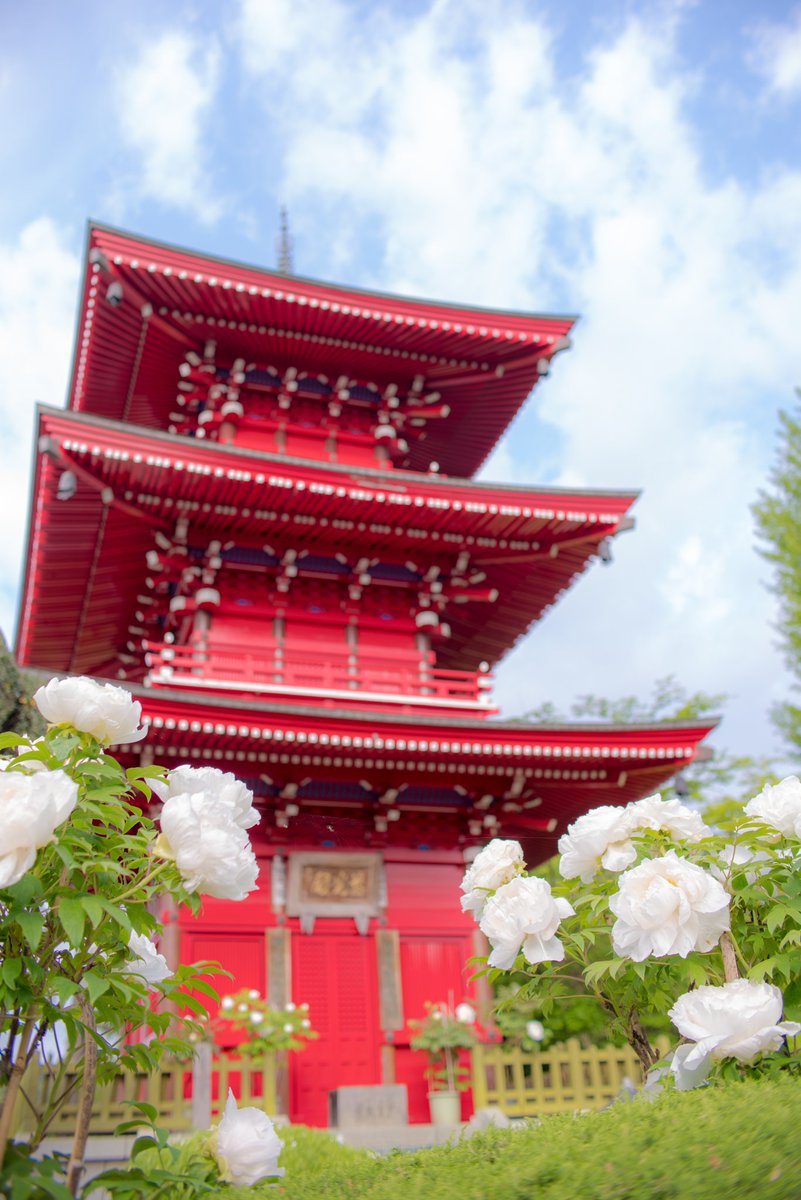 44_ryuji's tweet photo. 栃木県北部の牡丹が見頃を迎えました。
　#写真好きな人と繋がりたい
　#写真撮ってる人と繋がりたい
　#ファインダー越しの私の世界
　#長泉寺　#牡丹 https://t.co/AMI7MBjjOT