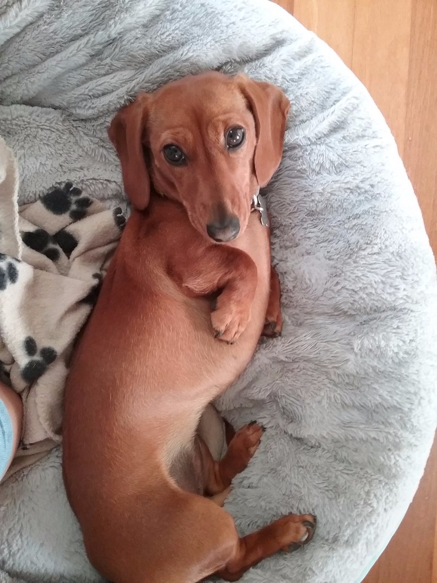 Chilli345's tweet photo. Twummee wubz..... @RipleyHoundlet @Daschund8969 #RedHound https://t.co/xjGAReTIY7