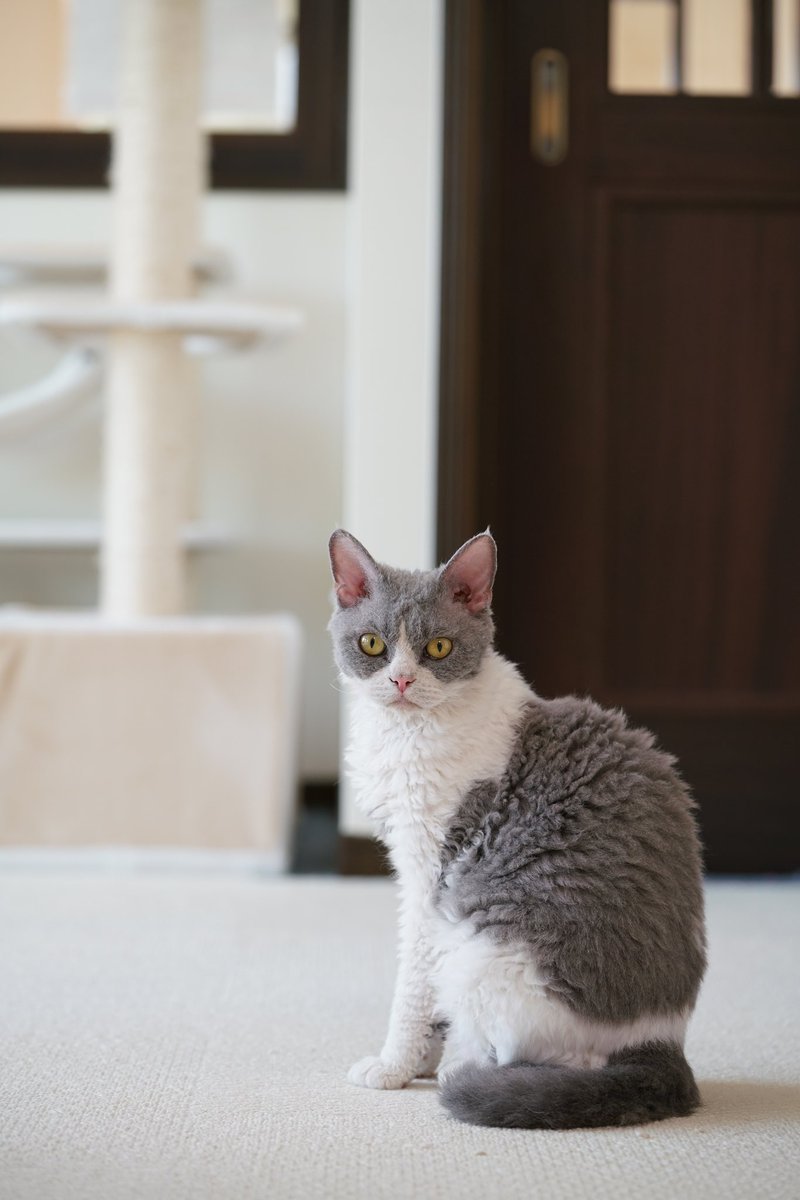 シルキー Pa Twitter Gw猫カフェ巡り 最後は大阪堺市の Cat Cafe Kiki 一軒家を改装した猫カフェでカフェスペースと猫 スペースが分かれたセパレートタイプ 専用駐車場があり遠方からでも気軽に行けるのが嬉しい 猫カフェでは珍しく朝９時開店 猫カフェ