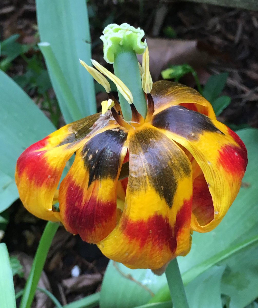 mandolajoe's tweet photo. #Tulip in the #Shakespeare_Garden #CentralPark #NYC #Spring_Flora https://t.co/fl2ynrb6b0