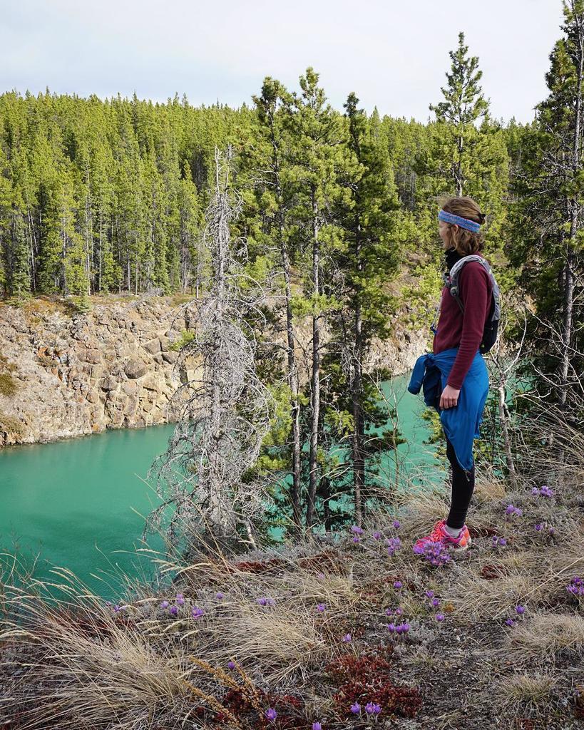 PositiveChang13's tweet photo. Beauties of the Yukon! Miles Canyon and its turquoise water and the first flowers of the year, the Crocus! #spring… https://t.co/z0ov1Oy4uW https://t.co/Zz3DIwW8dB