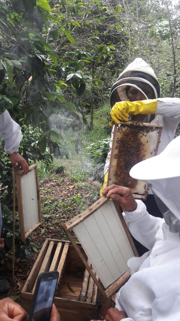 agrosolidariac's tweet photo. Formación de futuros apicultores de @Codazzi_informa, diversificar para dinamizar la economía campesina. #apicultura Agrosolidaria Codazzi https://t.co/IrDWXSbtTq