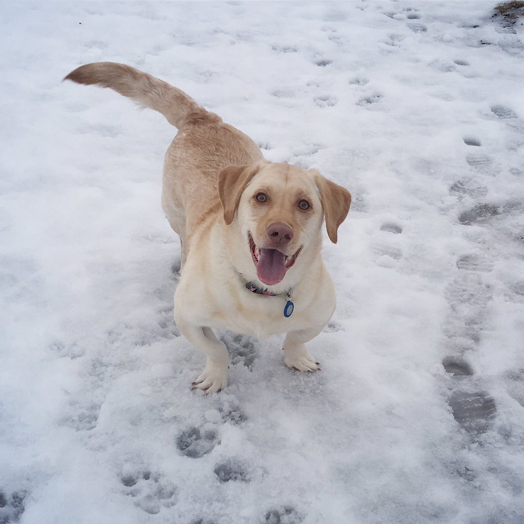 allisonbest's tweet photo. @xoShaaan This is my 2 year old lab, Hank! Hank has dwarfism but he rocks it!👊🏻 you can see him on IG @adwarfable_hank We love you Shannon!! ❤️❤️ https://t.co/vVawtX1sna