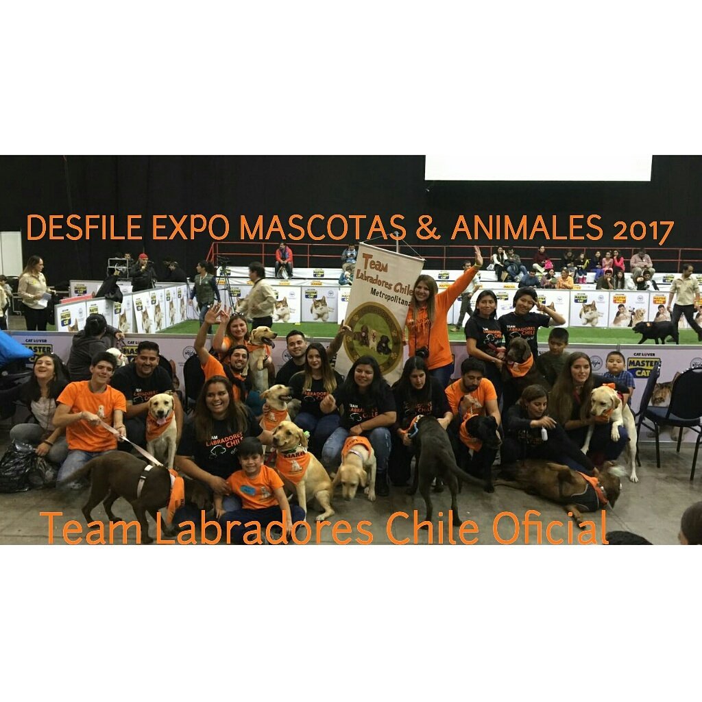 #expomascotas2017  #teamlabradoreschileoficial
#ElNaranjoLaLleva
#Desfile 
❤🐶