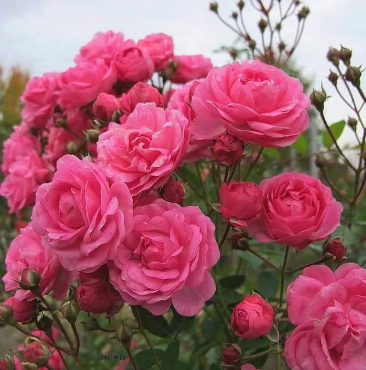 <a href="/TaposKumarBasu/">⭐✳️🇮🇳तापोस🇮🇳✳️⭐</a> <a href="/MARIALUISAMAR5/">MARIA LUISA</a> <a href="/LatofaOb/">👑❤Latifa❤👑</a> <a href="/safsafayoub/">kim</a> <a href="/Shaker_God/">☦Ⓜ️.ЅℋᎯᏦℰℛ🦋🏵🧚‍♀️</a> <a href="/LFSRS/">Luciano</a> <a href="/rosemgjf/">r</a> <a href="/ivymarina1/">.</a> @ArmyRenzi @zuk60 @mkandil30003 @Jana3990 <a href="/lazurit_plus/">Olga</a> @janenight07 @VOGUEMODES1 <a href="/ALaura2015/">ℓαυяα❤#ᵀᴹ¹ᴰᴺ#ᴹᴳᵂᵛ</a> <a href="/96_wa3d/">MỘĦÀMªÐ</a> @djombic_ <a href="/dyakomard/">Jan Kurdman</a> <a href="/SERENAskyfall/">SERENA NICOLINI ♛</a> <a href="/Silvia080/">Elizabeth</a> <a href="/3Almonzer/">🌹🦋💞💜ᎯℒℳᎾℕℤℰℛ💜💞🦋🌹</a> <a href="/Marisol2224/">Magali</a> <a href="/EdytaBaracz/">Edyta Baracz🇵🇱</a> @enzo_dowling <a href="/Ruby2211250220/">قصص 2022</a> <a href="/tarekbahaa1/">Tarek Bahaa</a> <a href="/AdryMMP/">AdryMMP</a> <a href="/MGWV1OO/">MGWV</a> <a href="/Zhbabar05/">Zohaib Babar 🇵🇰</a> <a href="/NadeTh_/">NadeTh☆🎀#TMRUS🍃🌹</a> <a href="/Las_Magas/">@Las_Magas</a> <a href="/Jhamilas_/">Jhamila 🍃🌺</a> <a href="/Rahimany/">🌜RahimaNy💜¯`·.🌹🍃</a> <a href="/RahidelysS/">*♡*Raidelys 🍃[🌹]🍃</a> <a href="/RoSseThas/">ROSSETAS 🍃🌹</a> @Marymar07 <a href="/ChrissyCash3/">Chrissy Cash</a> <a href="/shailjohn7/">Shaila⚓</a> <a href="/SvetlanaVys/">Vysotskaya Svetlana</a> @iShalu_ <a href="/ShellyCov/">Shelly</a> <a href="/Sugee111/">Amy Baron</a> <a href="/swoon1245/">LOVEMAN</a> <a href="/Silau25/">♡Silvia♡</a> <a href="/sdru1971vt/">sean</a> <a href="/succestattoo/">sebsuccestattoo\Inter💞</a> <a href="/SkyLark1970/">SkyLark</a> 🎋✨Thank you