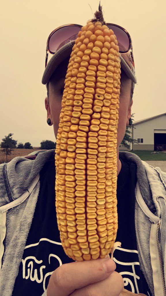 FoodandSwine1's tweet photo. Iowa is a certainly proud of the impressive corn crop, but not much popcorn grown here yo!#AltonBrownLive #iacorn https://t.co/kfAoAfnGFi