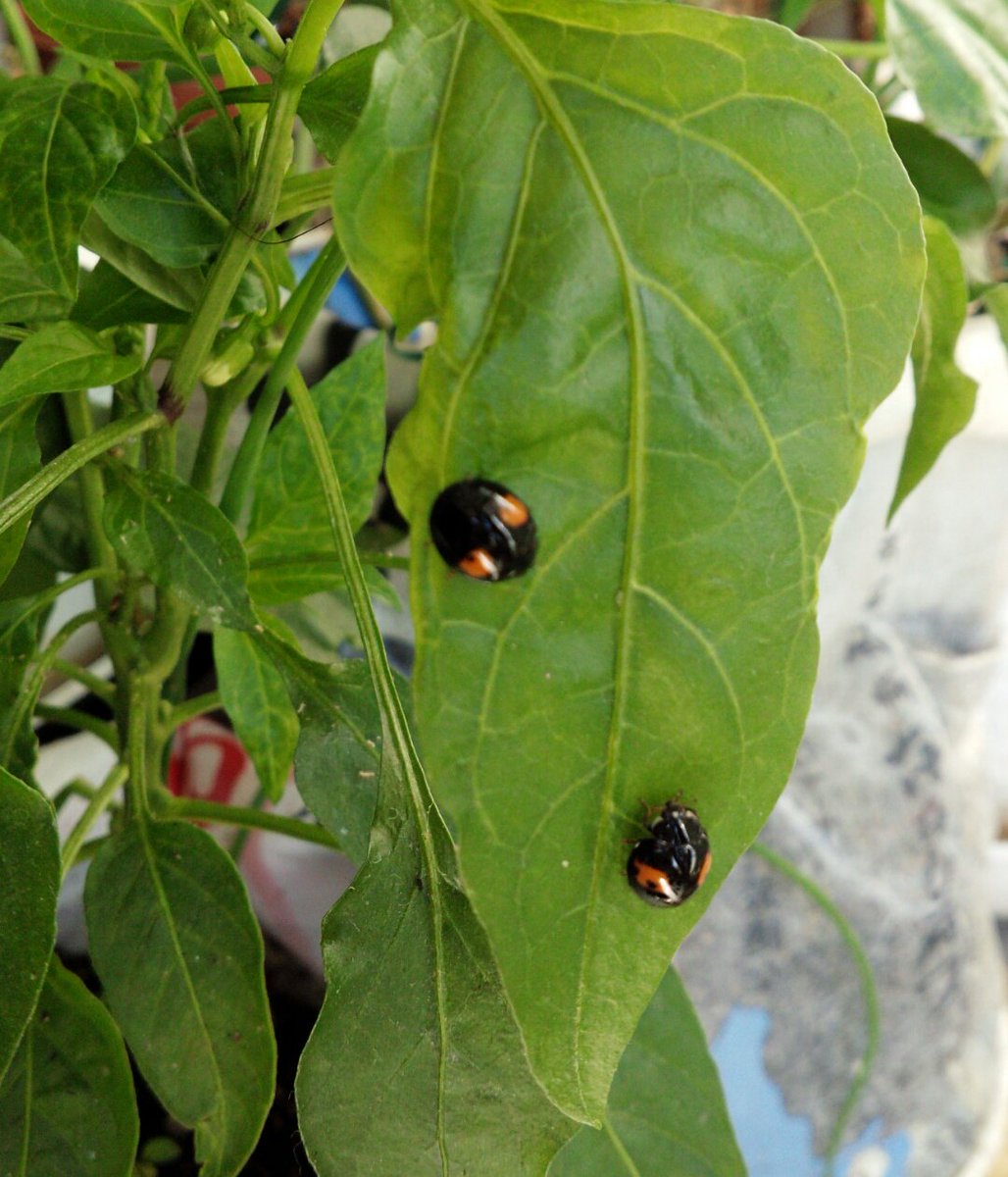 朝日庵 窓際で育てている野菜のプランターにいるてんとう虫 てんとうは幼虫も成虫もものすごい勢いでアブラムシを食べてくれるから アブラムシが全くいなくなった 餌がなくなると共食いをするので 私は2回目撃した それは避けたい なのでベランダから 朝日庵 窓際で育てている野菜のプランターにいるてんとう虫 てんとうは幼虫も成虫もものすごい勢いでアブラムシを食べてくれるから アブラムシが全くいなくなった 餌がなくなると共食いをするので 私は2回目撃した それは避けたい なのでベランダから