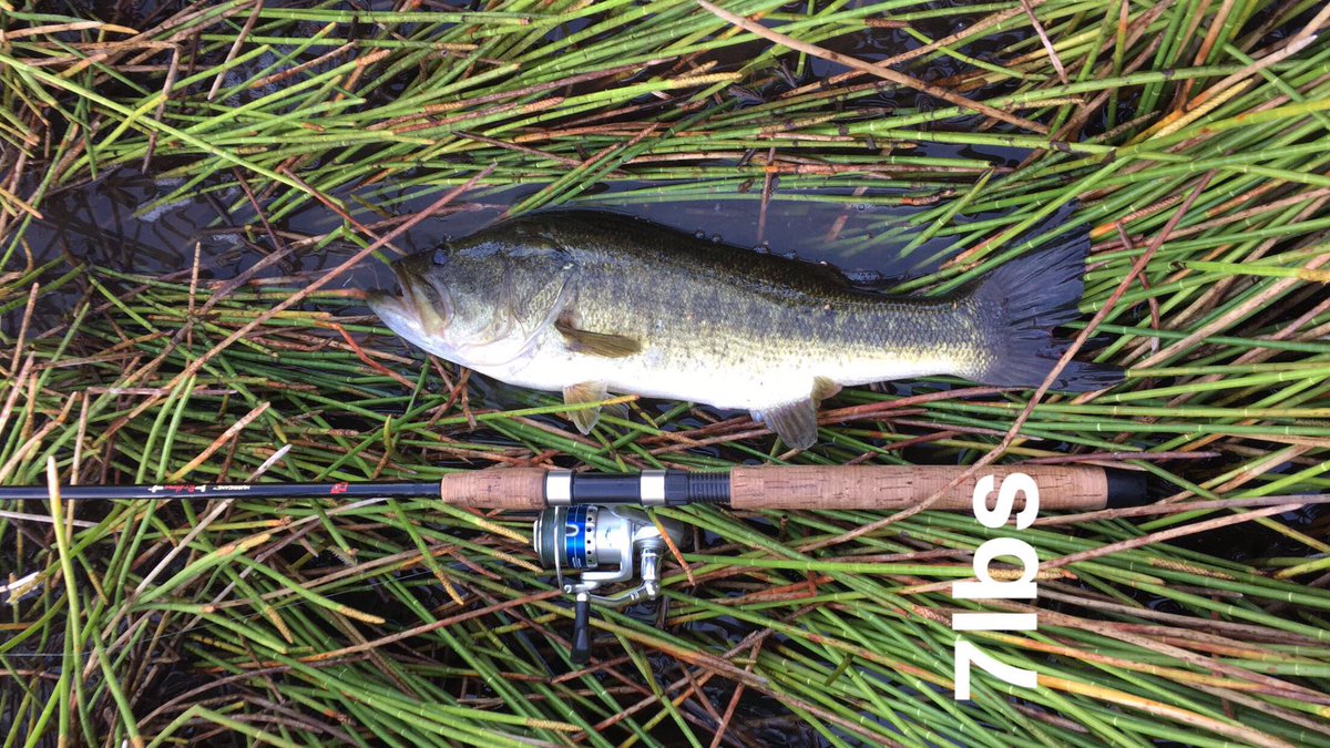 TpFishing's tweet photo. Big fish all morning. @TampaPrep https://t.co/OeltddoZHT