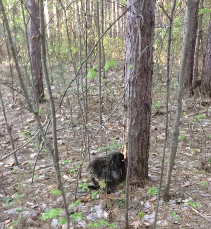 AMPartworksofMI's tweet photo. #Saturday #ThisHappened #InTheMitten #Lakeshore #NatureHike #Porcupine #Sighting #WildLife #Outdoors #Muskegon #Michigan #Iphone #quickpic 👀 https://t.co/WtTHfKNdUl
