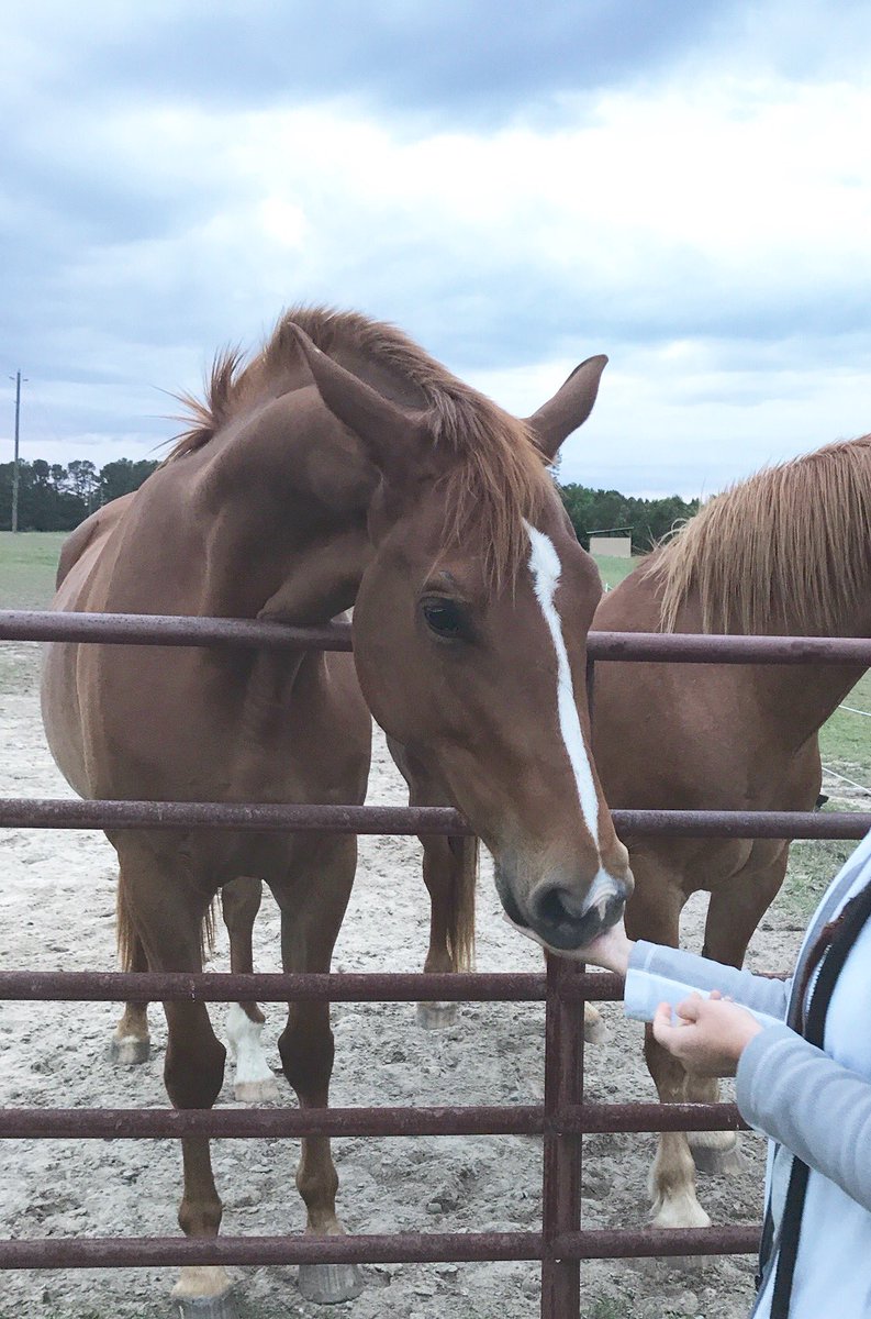 KellyHGay's tweet photo. This cutie is 4yrs old today. #mareda #oldenburg #Horses https://t.co/qPftwIaRoe