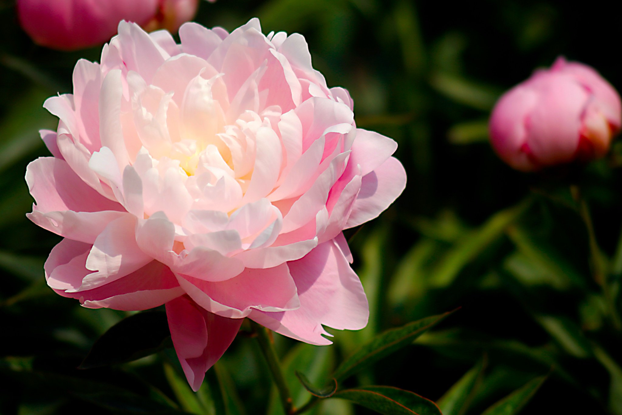 はな言葉 ウェディングドレス على تويتر 初夏の花 芍薬 が美しかったので思わず写真を撮りました 今は 立夏 の時季 晩春の牡丹に続き初夏の 芍薬 シャクヤク が美しく咲いています 芍薬の花言葉は はじらい 慎まし