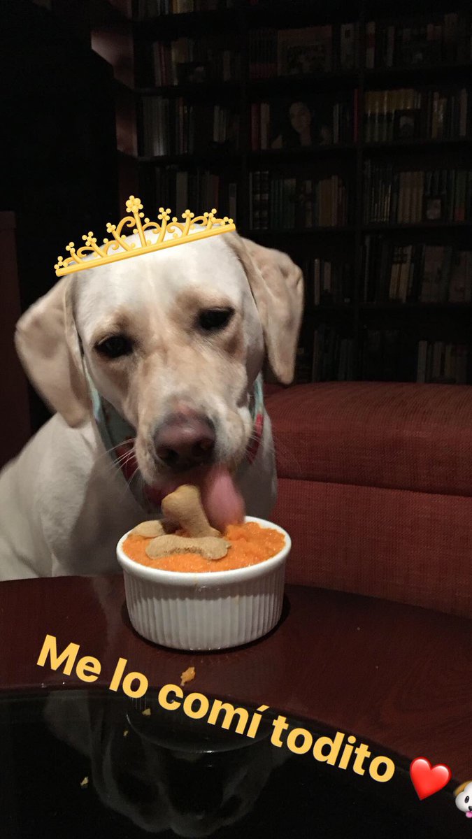 MarialeUmana's tweet photo. Ya son 3 años de felicidad con este angelito #DogLover #Ambar #AdoptaNoCompres https://t.co/YtpzqWHqkY