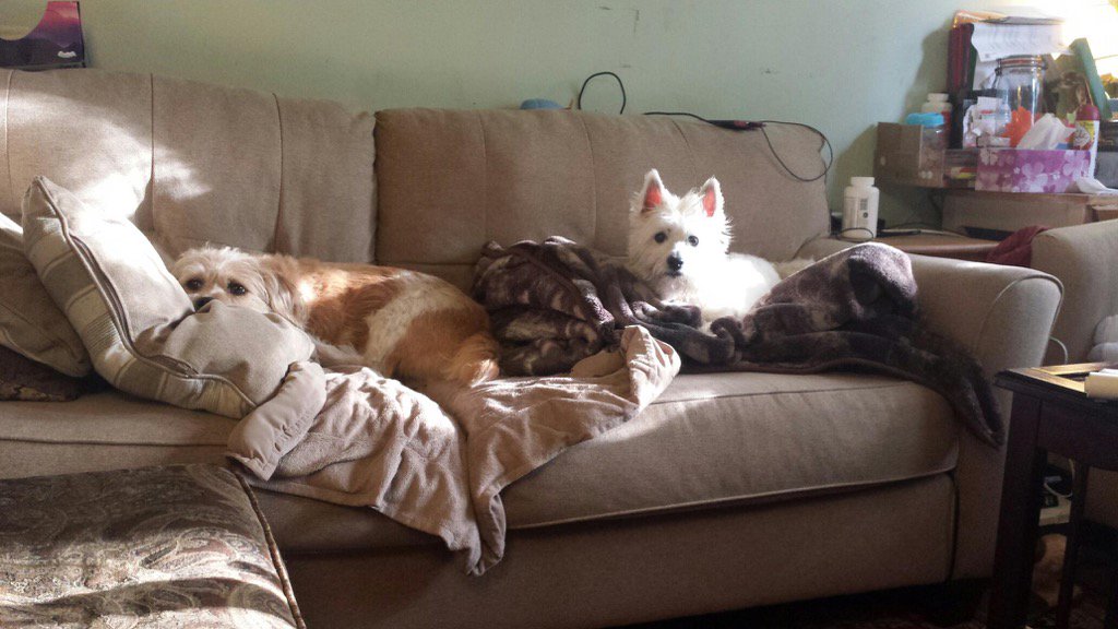 JeanneRichard11's tweet photo. Yup - It's the usual weekend movie hangout for Ayden &amp; Monty!
#dogsoftwitter #dogdayafternoon #couchdogs #cozydogs https://t.co/9O5yTSSfuH