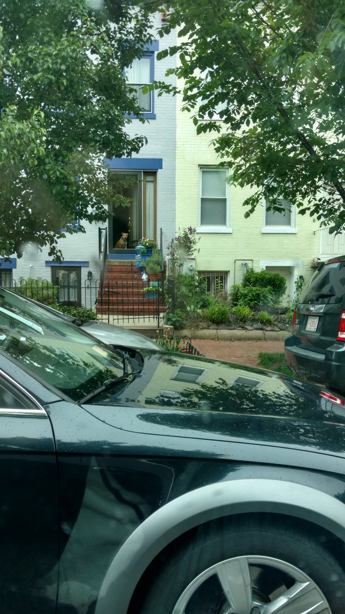 CassidyBitch1's tweet photo. Hey look ! There's a doggie in the window ... https://t.co/SLJvSLqUs7