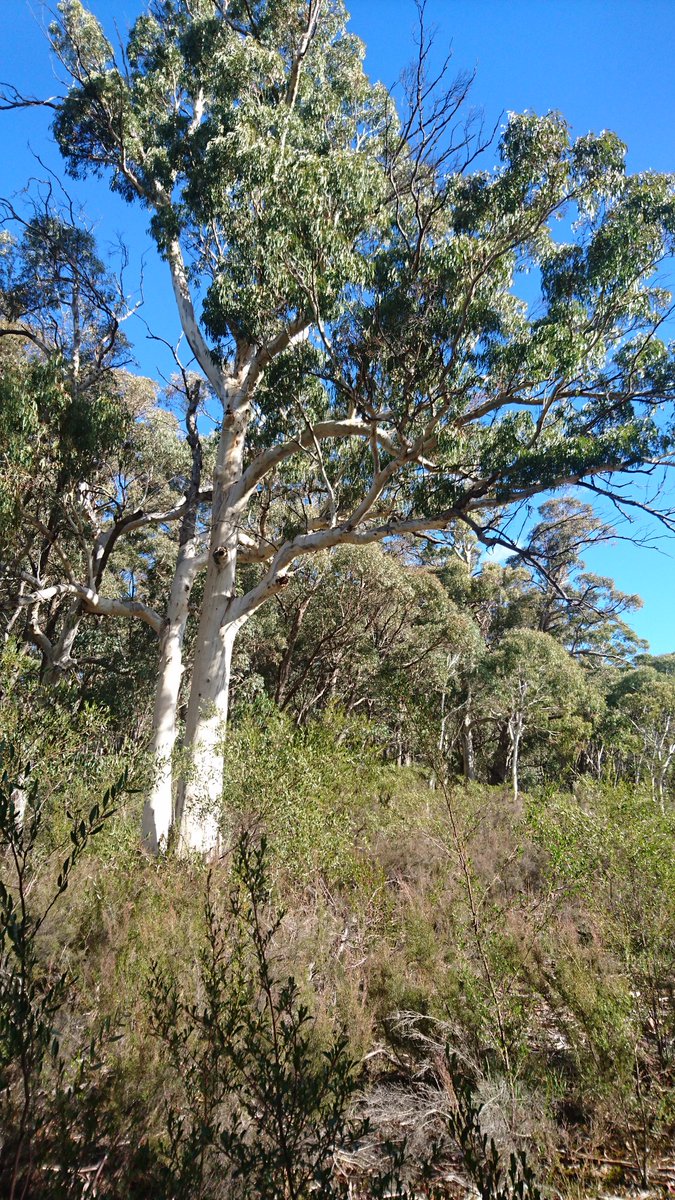 kyliedurant's tweet image. Beautiful #uppermurray #slopes2summit