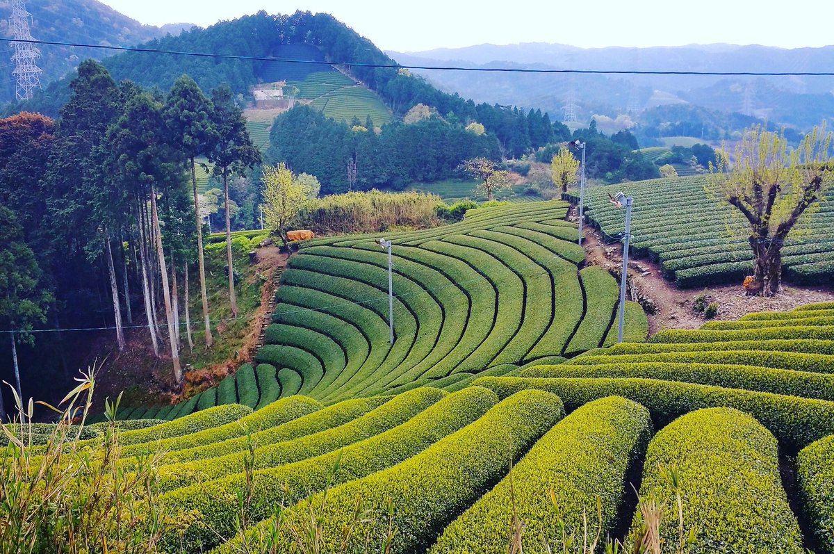 GopaldharaTeas's tweet image. This is how tea fields should like. Compact tea fields with dense tipping points and vertically growing shoots produces quality and quantity