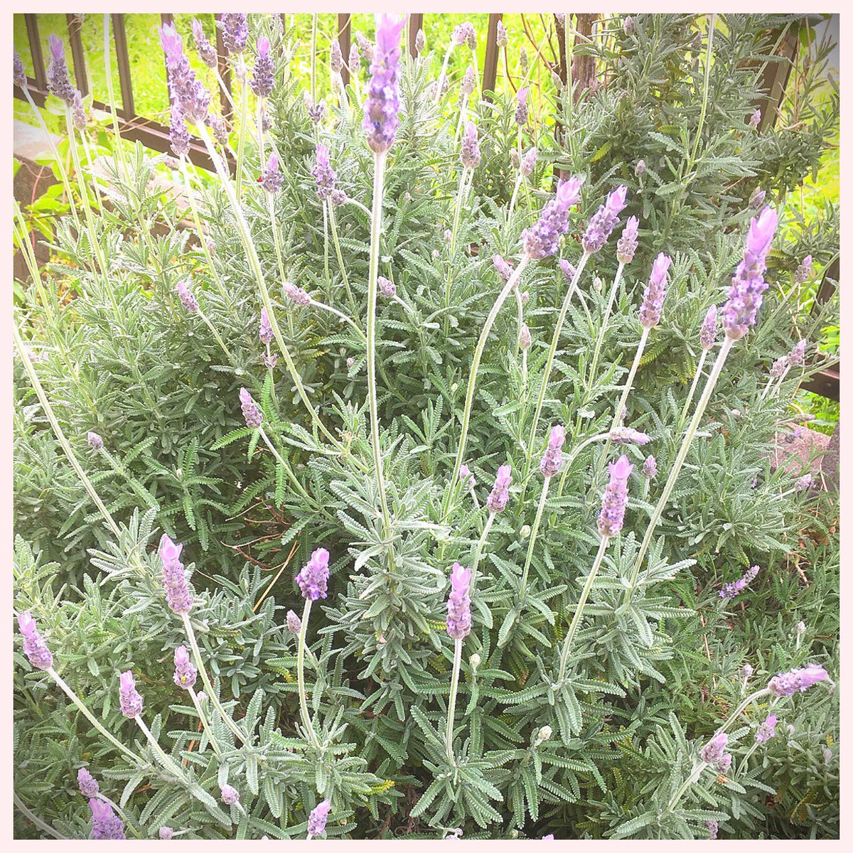 犬神明 A Twitter 三年放置したままのラベンダーも見事に咲いた 庭にラベンダーやローズマリーがあると いい暮らししてるっぽいな