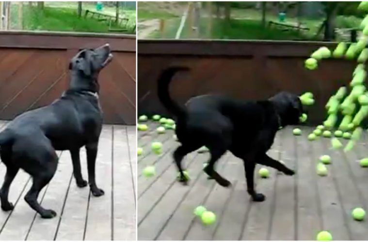 ThePupJournal's tweet photo. Dream Comes True For This Lucky Dog https://t.co/0WzDk8Qdk7 https://t.co/LlRvoBhkYR