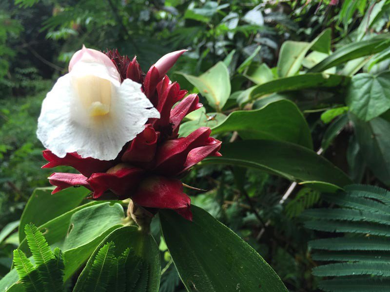 travel2next's tweet image. Borneo Rainforest Adventure Walk | Borneo Kalimantan bit.ly/1UvJ1lU #indonesia #borneo #travel