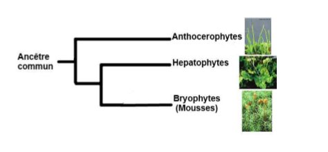 Biofaculte's tweet image. Les bryophytes : Définition et Caractéristiques