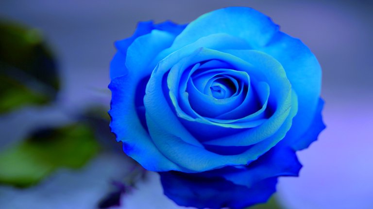O Xrhsths 希望の花言葉 Sto Twitter 青いバラ 自然界に青いバラは存在せず 作製することは不可能と言われていましたが パンジーの青色遺伝子を組み込むことで作製することが可能となりました 花言葉は 奇跡