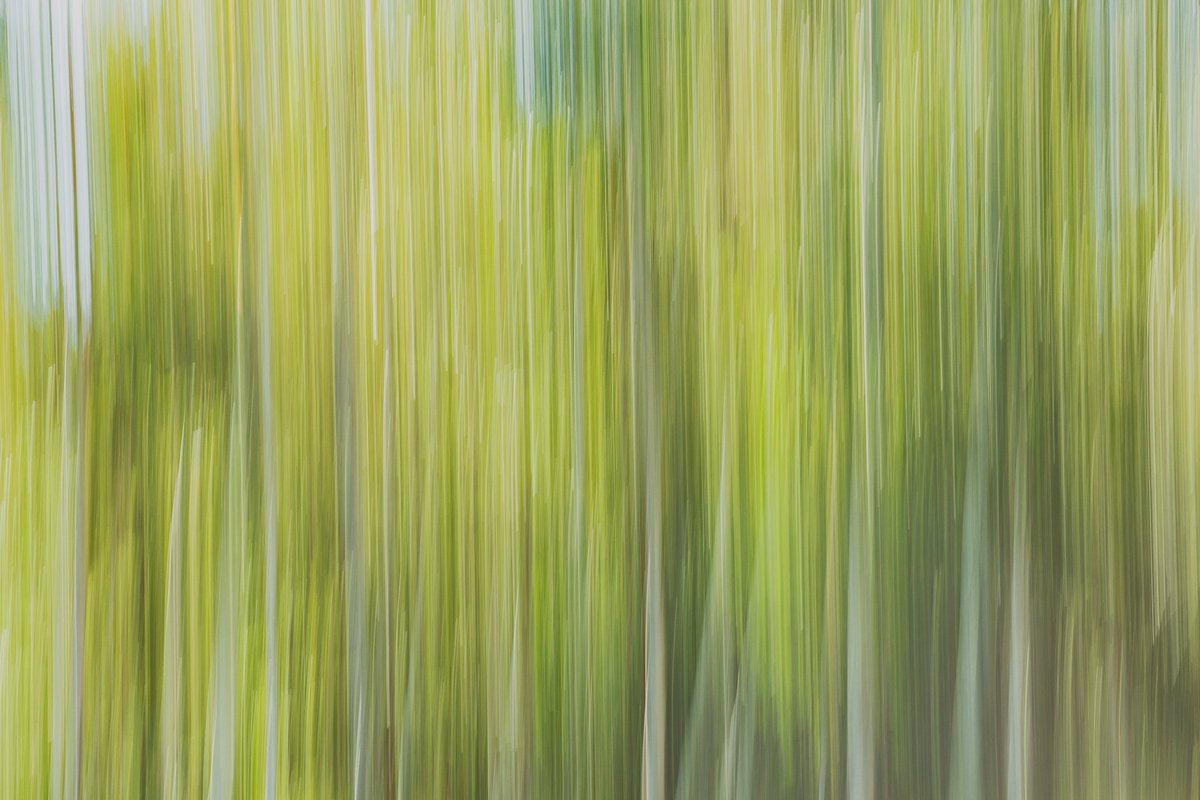 Gabby_Lowe84's tweet photo. Aussie bush colours #nature #photography #blur #canberra https://t.co/sbh1gGnus2