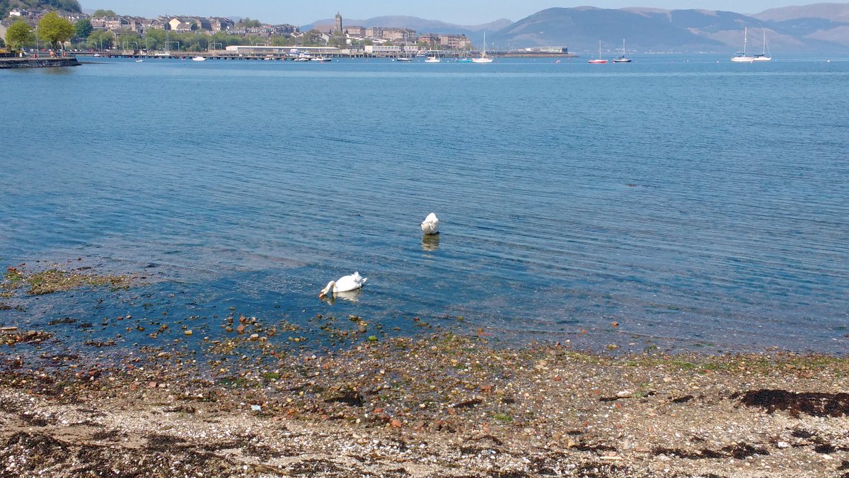 Swans #cardwellbay #gourock