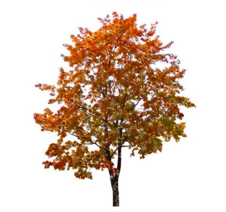 WooGraphics's tweet photo. More high resolution cutout trees! All at https://t.co/s48qQrot1u #cutout #rendering #trees #visualisation https://t.co/mFnMsGTlM8